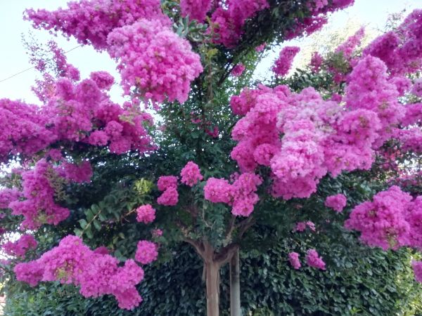 Crape Myrtle Pruning in Tacoma