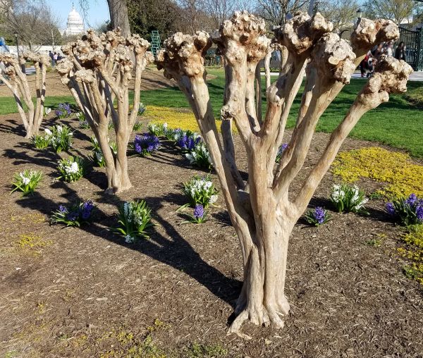 Myrtle Tree Removal in Tacoma