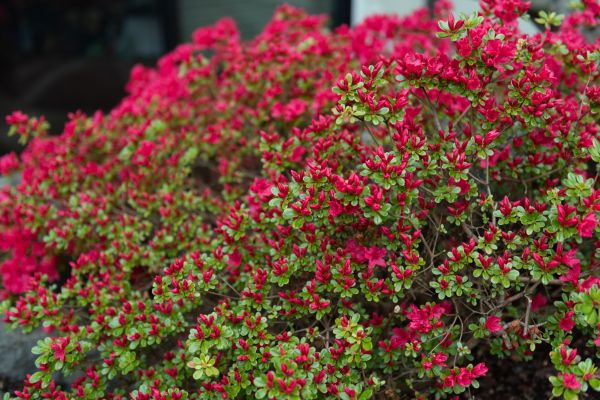 Weigela Removal Service in Tacoma