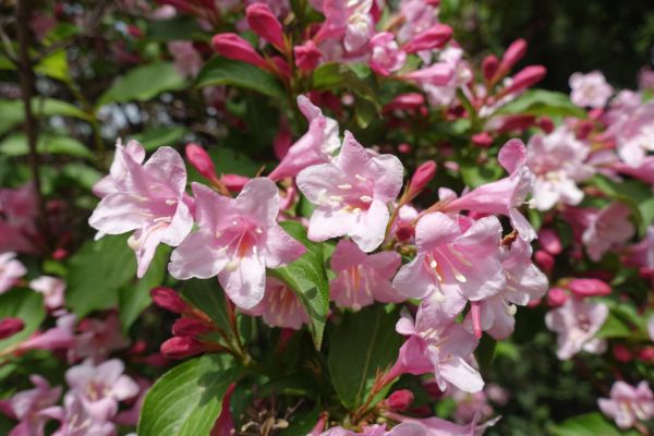Weigela Pruning Service in Tacoma