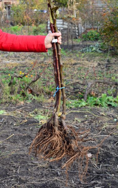 Shrub Root Removal in Tacoma