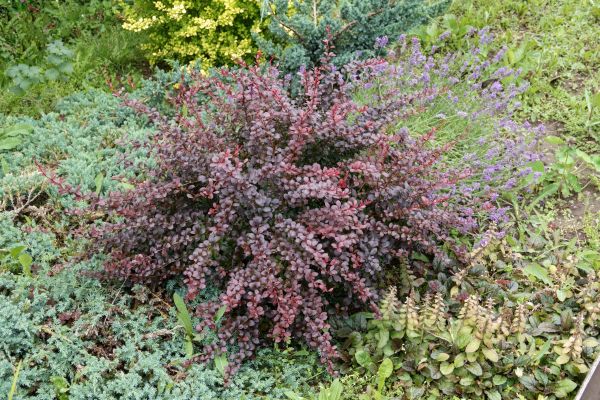 Japanese Barberry Removal in Tacoma