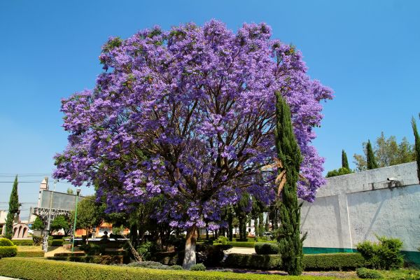 Jacaranda Pruning in Tacoma