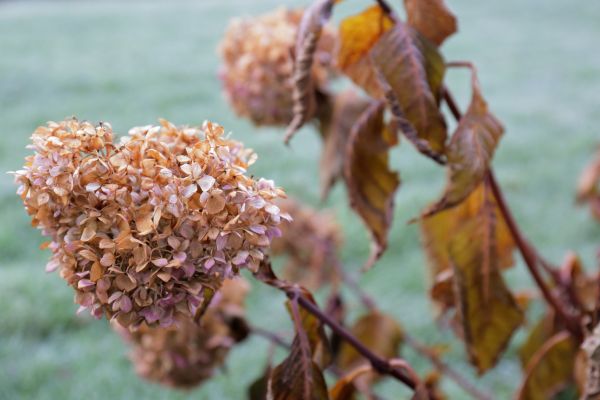 Hydrangea Removal in Tacoma