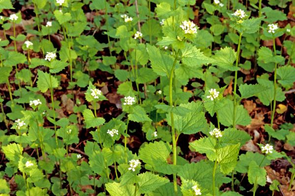 Garlic Mustard Removal in Tacoma