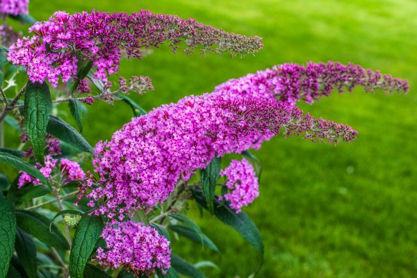 Butterfly Bush Removal in Tacoma