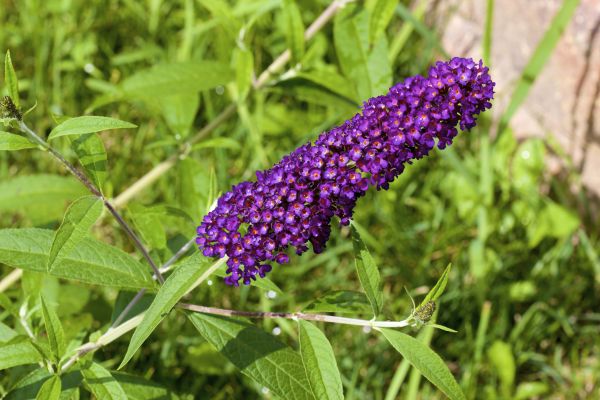 Butterfly Bush Pruning in Tacoma