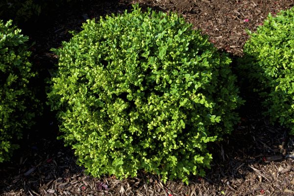 Boxwood Removal in Tacoma