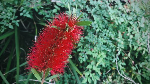 Bottlebrush Pruning in Tacoma