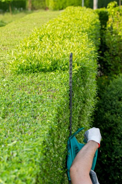 Hedge Trimming in Tacoma