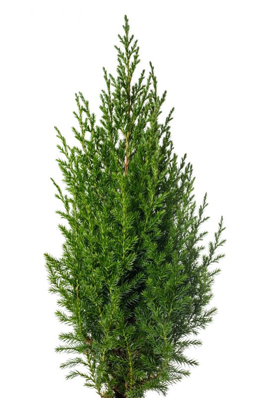 Juniper Shrub Pruning